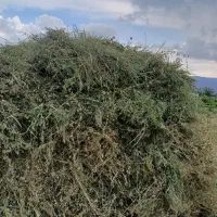 فروش یونجه