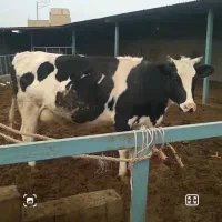 گاو شیری|حیوانات مزرعه|چناران, |دیوار