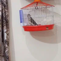 سهره بخون قرص به شرط