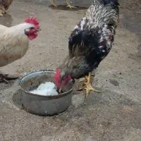 خروس محلی مناسب برای قربانی|حیوانات مزرعه|سلمان‌شهر, |دیوار