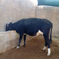 گاو 7 ماه آبستن|حیوانات مزرعه|دره شهر, |دیوار