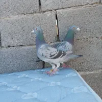 پلاکی مسافت بلند