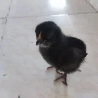 جوجه هفت روزه