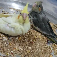 عروس هلندی با جوجه|پرنده|چمران, |دیوار