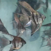 ماهی اکواریومی سالن پرورش ماهی