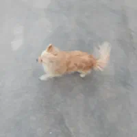 پامرین روباهی سایزیک عروسکی