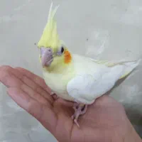 جوجه عروس|پرنده|قم, سیدان|دیوار