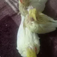 جوجه عروس هلندی|پرنده|قرچک, مهدیه|دیوار