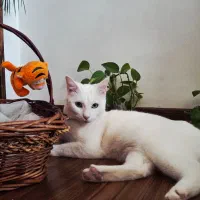 واگذاری گربه ملوس پشمالوو