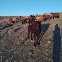 بز نر چهار دندان|حیوانات مزرعه|ارشق, |دیوار