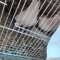 کبوتر معاوضه