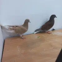 یک جفت زرد و سرخ دم سفید