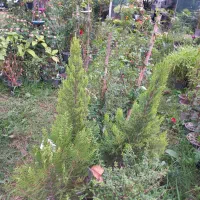 انواع گل های مختلف و اپارتمانی|گل و گیاه طبیعی|سنگر, |دیوار