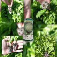 نشا کاهو مهرگان 48|خدمات باغبانی و درختکاری|ورامین, شهرک ولیعصر|دیوار