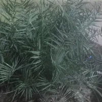 چند عدد نخل|گل و گیاه طبیعی|شوشتر, |دیوار