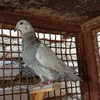 جوانه آلمانی تاختی