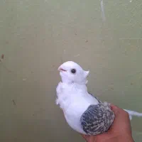 کبوتر بلژیکی