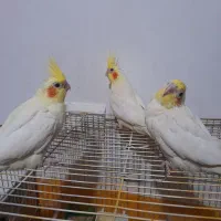 عروس هلندی دم دونخور