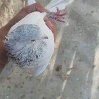 کبوتر تهرانی و پلاکی
