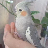 عروس هلندی سینامون ماده با قفس و لوازم|پرنده|پاکدشت, پاکدشت (مامازند)|دیوار