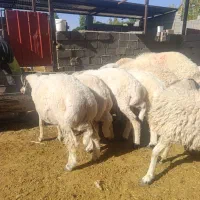 بره کره چاق|حیوانات مزرعه|کرمان, |دیوار