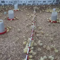 گوشتی راس|حیوانات مزرعه|اهواز, کوروش|دیوار