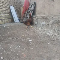 مرغ. لاری اصیل|حیوانات مزرعه|مرند, |دیوار