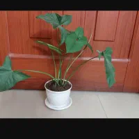 گیاه سینگونیوم & گوشی گرگی|گل و گیاه طبیعی|اصفهان, سرچشمه|دیوار