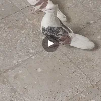 نر سیاه پلنگ و ماده نواتی