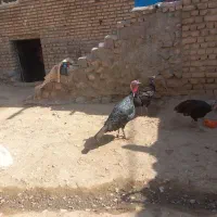 بقلمون|حیوانات مزرعه|مشهد, پرکندآباد|دیوار