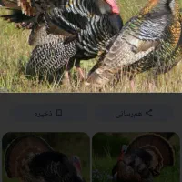 ۶ عدد بوقلمون نر وماده دارم