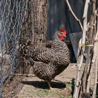 جوجه امروک آمریکایی ۱۵روزه و ۳ماهه