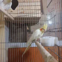 عروس هلندی نروماده مولد