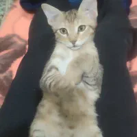 واگذاری بچه گربه