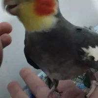 پرنده گمشده|حیوانات|کرمانشاه, |دیوار