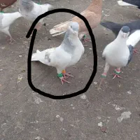 کفتر صید و بوم