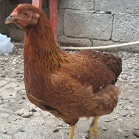 یک عدد خروس و یک عدد مرغ محلی|حیوانات مزرعه|رشت, چله خانه|دیوار
