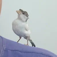 پرنده گمشده قناری گمشده