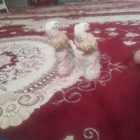 سلام‌خوبی سفال هستش خودم گرفتمش وقت جاندارم