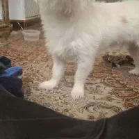 سگ گمشده|حیوانات|تهران, صاحب الزمان|دیوار