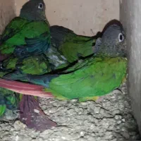 شاهطوطی.گرینچیک