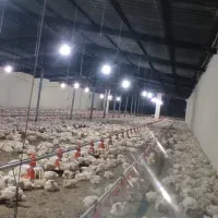 کارگر مرغداری