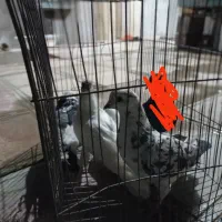 کبوتر|پرنده|ایوان, |دیوار