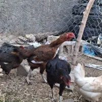 مرغ لاری|حیوانات مزرعه|بهمن صغاد, |دیوار