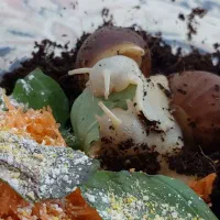 واگذاری حلزون های آچاتینا|خزنده|قم, تولید دارو و یخچال|دیوار