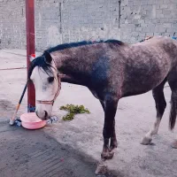 فروش اسب نژاد دارکرد