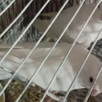 عروس هلندی|پرنده|فاضل آباد, |دیوار