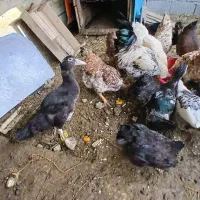 اردک اسرائیلی نیمچه