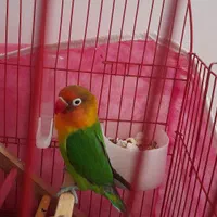 طوطی برزیلی نر