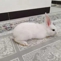 خرگوش سفید|موش و خرگوش|میاندوآب, |دیوار